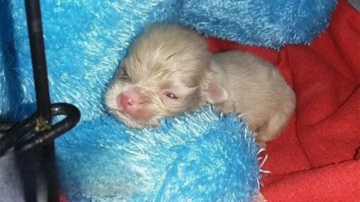 Un Chiot Albinos De 3 Jours N Avait Aucune Chance De Survivre Et Voici