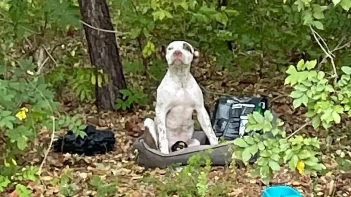 Un Pitbull Abandonn A Attendu Un Miracle Dans La For T Pendant Des