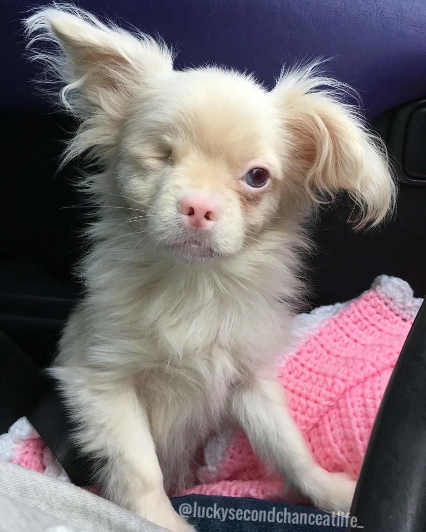 3-dagen oude albino puppy had geen enkele kans om te overleven en dit is hij nu 4