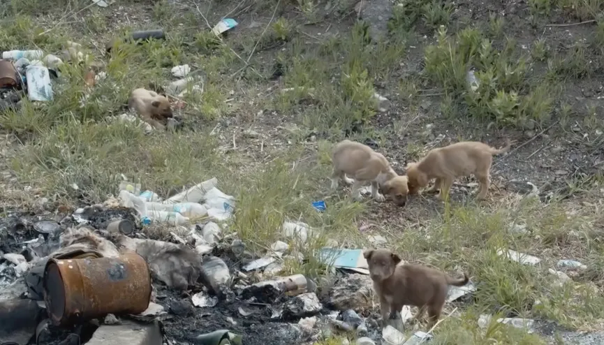 4 Puppies Found In A Box Next To The Highway Get The Owners They Deserve 2