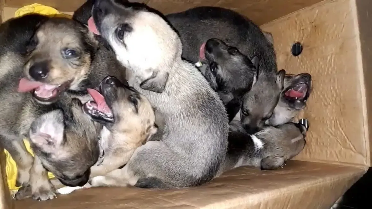 8 puppy's wreed achtergelaten in vuilnisbak krijgen tweede kans 1