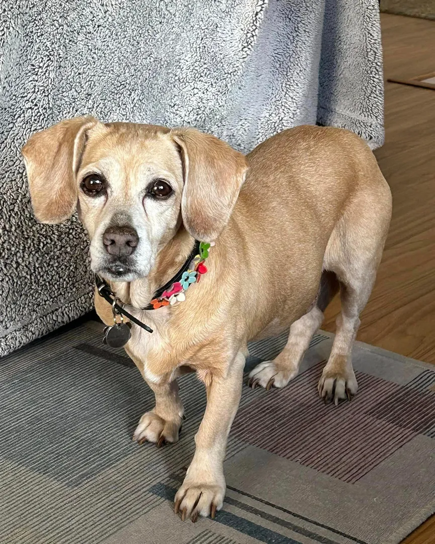 Achtergelaten Beagle met droevige ogen brengt laatste maanden door in liefdevol huis 2