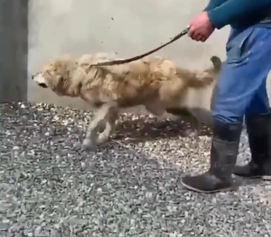 Achtergelaten hond met zware verwondingen krijgt eindelijk een thuis dat ze verdient 4