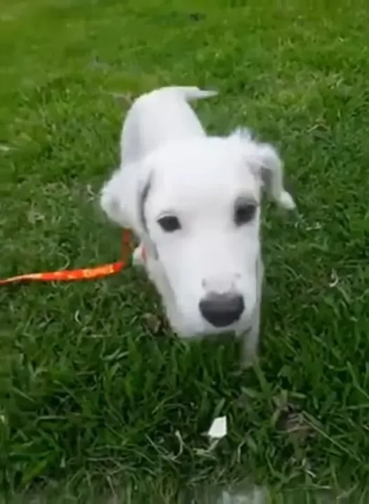 Achtergelaten puppy die 3 dagen in vrieskou heeft doorgebracht krijgt de hulp die ze nodig 7