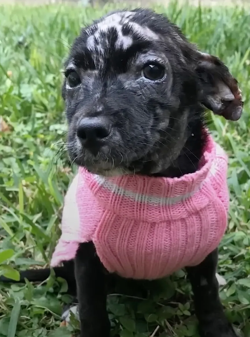 Achtergelaten puppy in een doos heeft een lieve glimlach 4