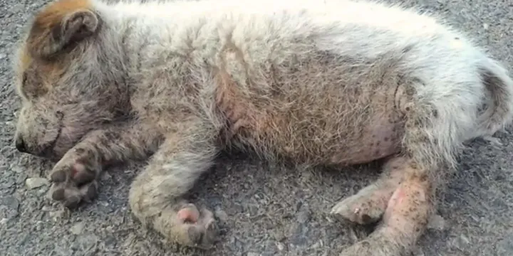 Arme puppy gevonden terwijl ze midden op de weg lag te slapen krijgt de hulp die ze nodig heeft 1