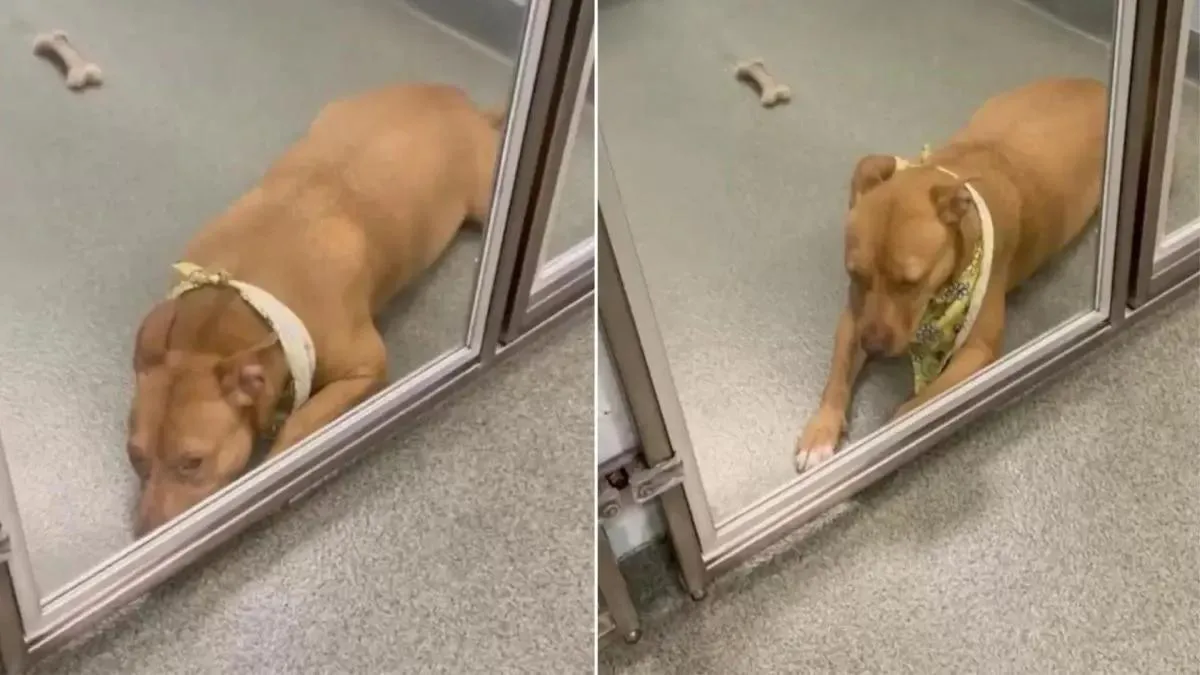 Un chien de refuge perd espoir après avoir attendu plus de 100 jours
