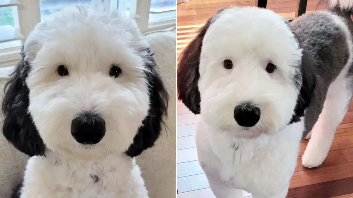 Bayley, de Mini Sheepadoodle lijkt erg op een bekend stripfiguur 1