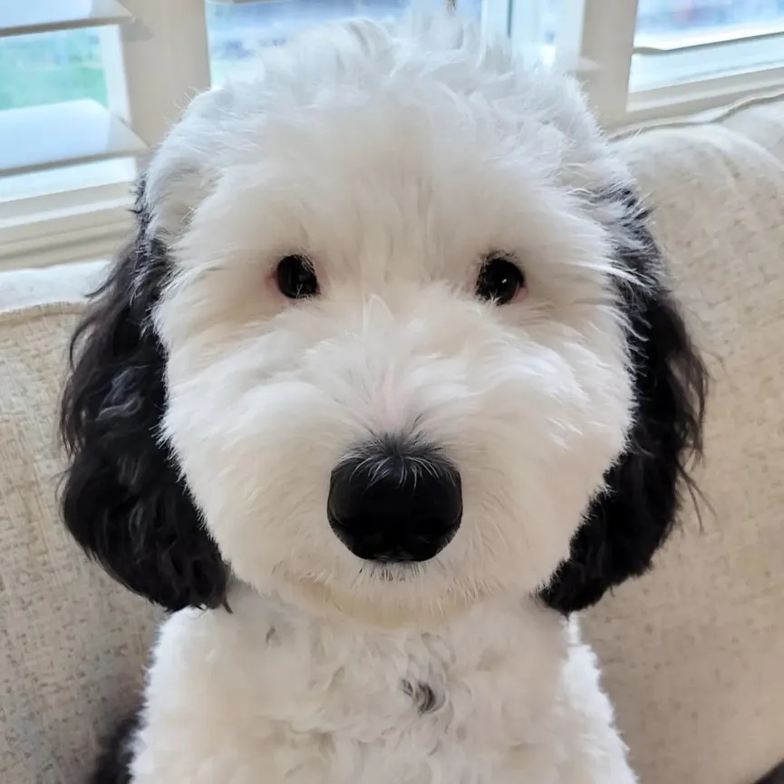 Bayley, de Mini Sheepadoodle lijkt erg op een bekend stripfiguur 5