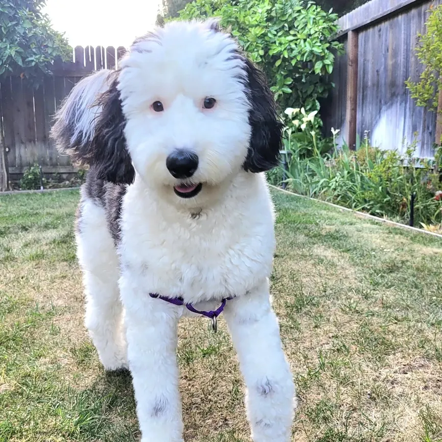 Bayley, de Mini Sheepadoodle lijkt erg op een bekend stripfiguur 8