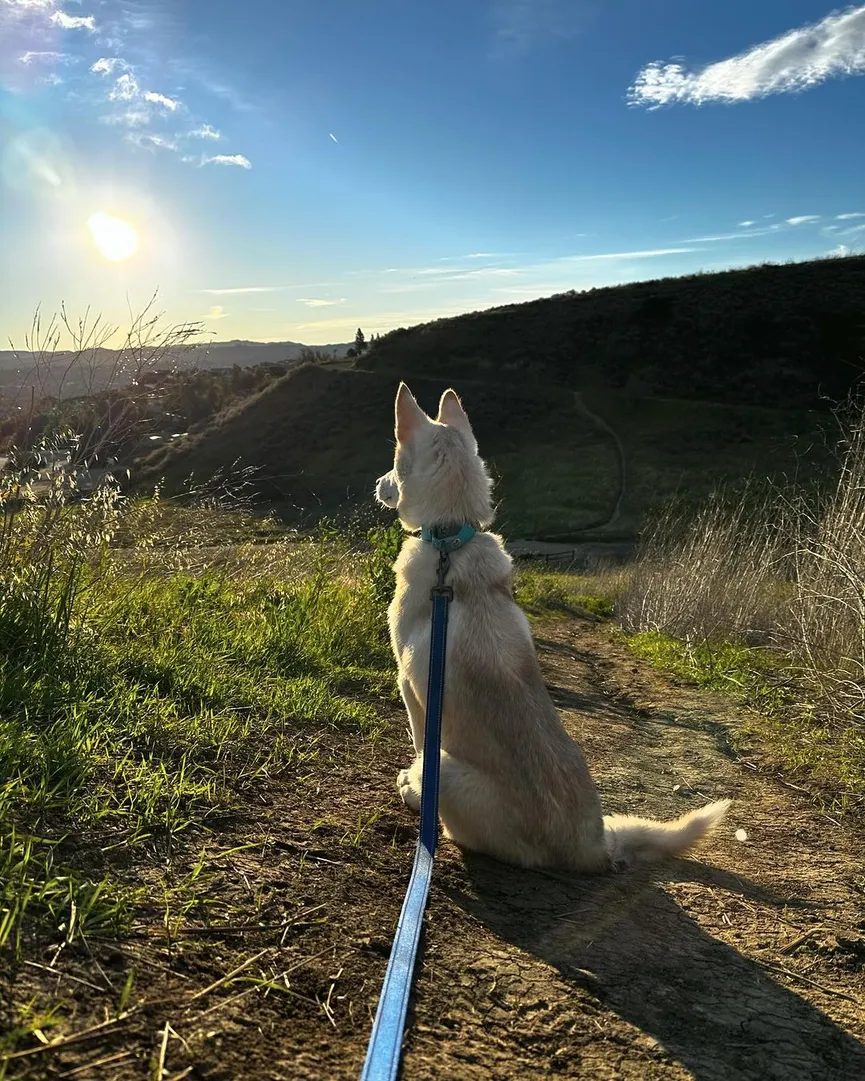 Beautiful white husky sat tied to pole for days until people with good hearts rescued him 7