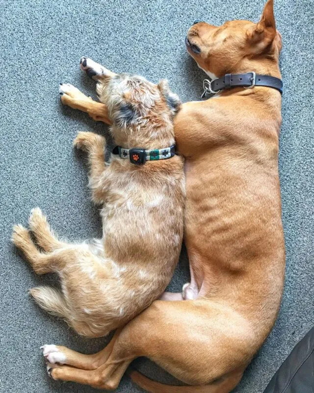 Blind Dog Finds A Guide And They Are Best Friends For Life 3