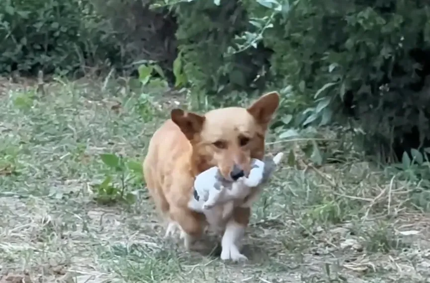 Caring Mother Dog Brings Puppy To A Man And Begs For Help 3