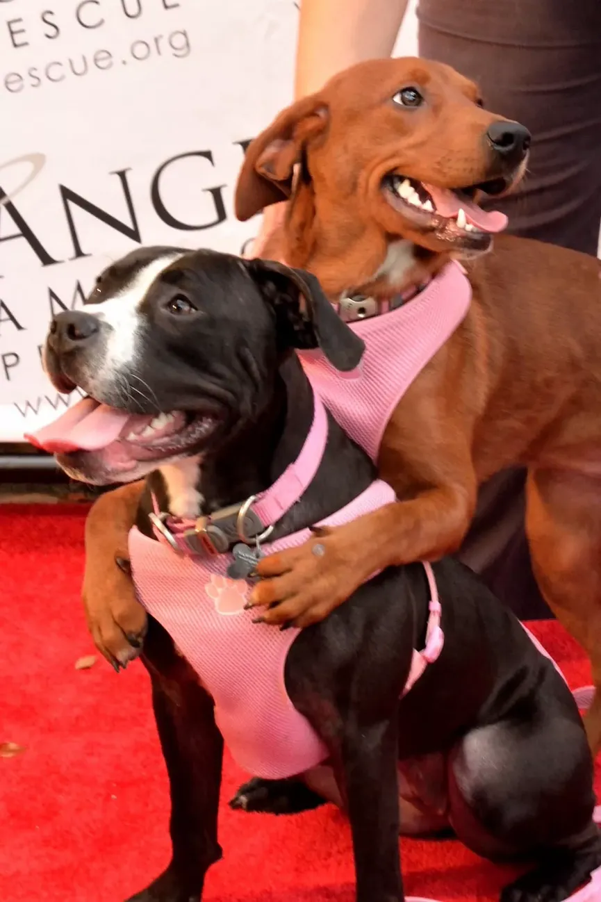 Cuddly dogs saved from euthanasia after photo of the two best buddies was circulated 6