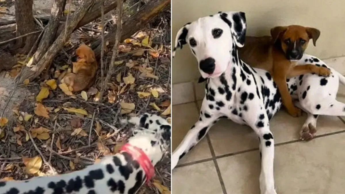 Dalmatiër redt doodsbange puppy achtergelaten in het bos 1