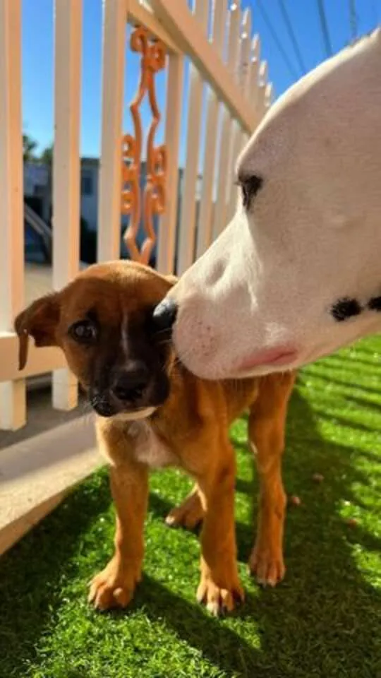 Dalmatiër redt doodsbange puppy achtergelaten in het bos 4