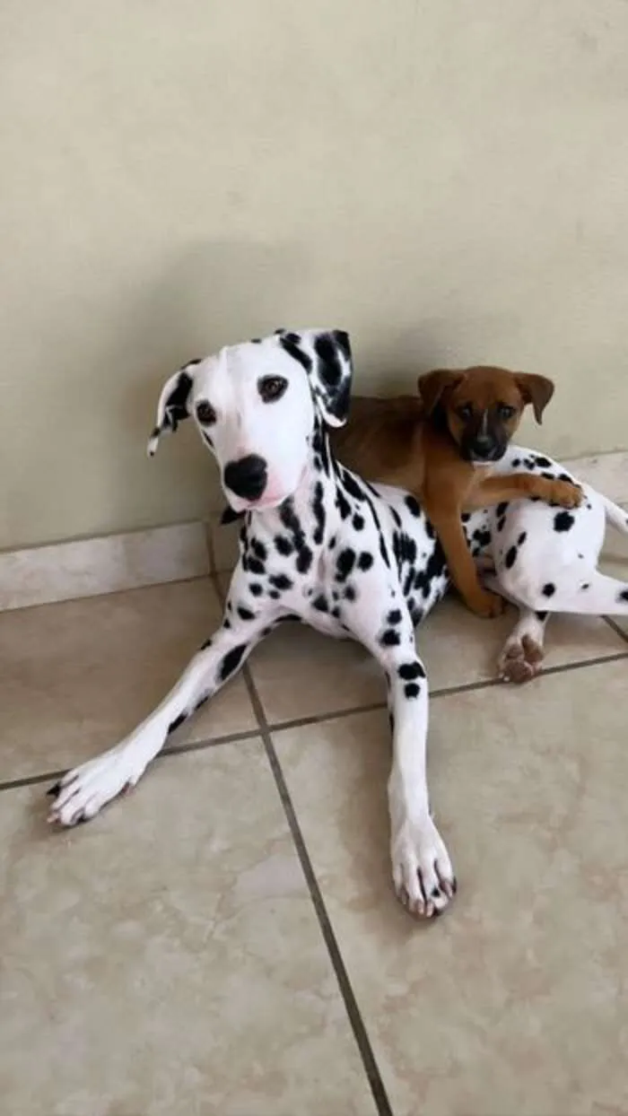 Dalmatiër redt doodsbange puppy achtergelaten in het bos 6