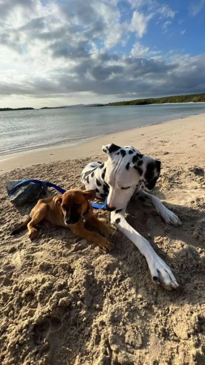 Dalmatiër redt doodsbange puppy achtergelaten in het bos 7