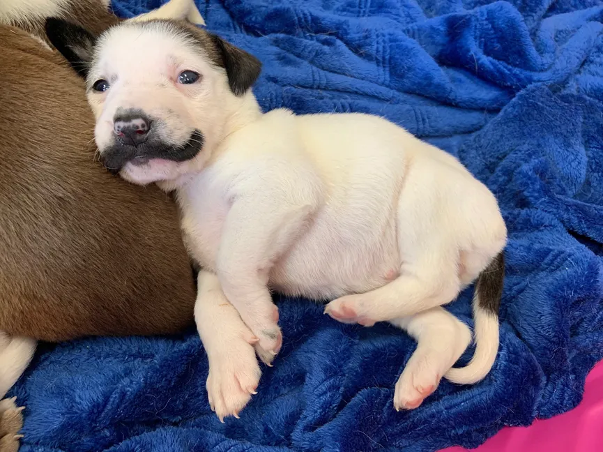 Deze puppy uit het asiel werd geboren met een heel leuk snorretje 5