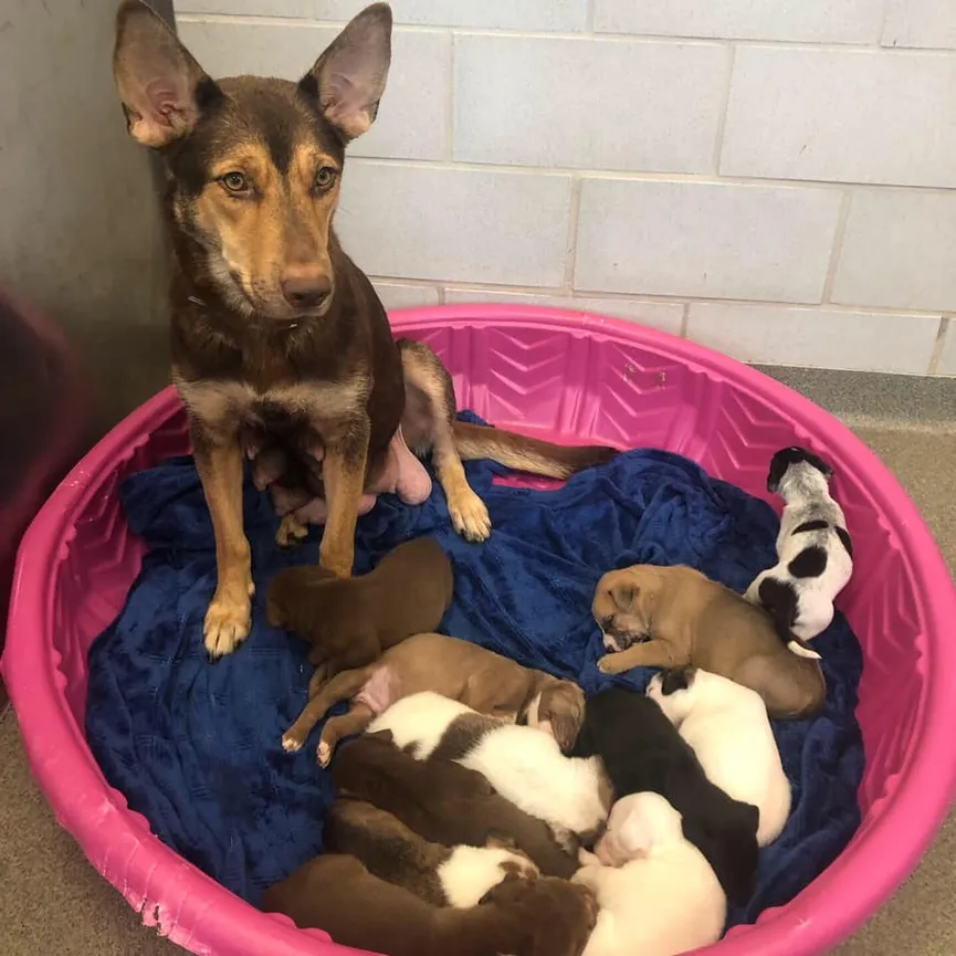 Deze puppy uit het asiel werd geboren met een heel leuk snorretje 3