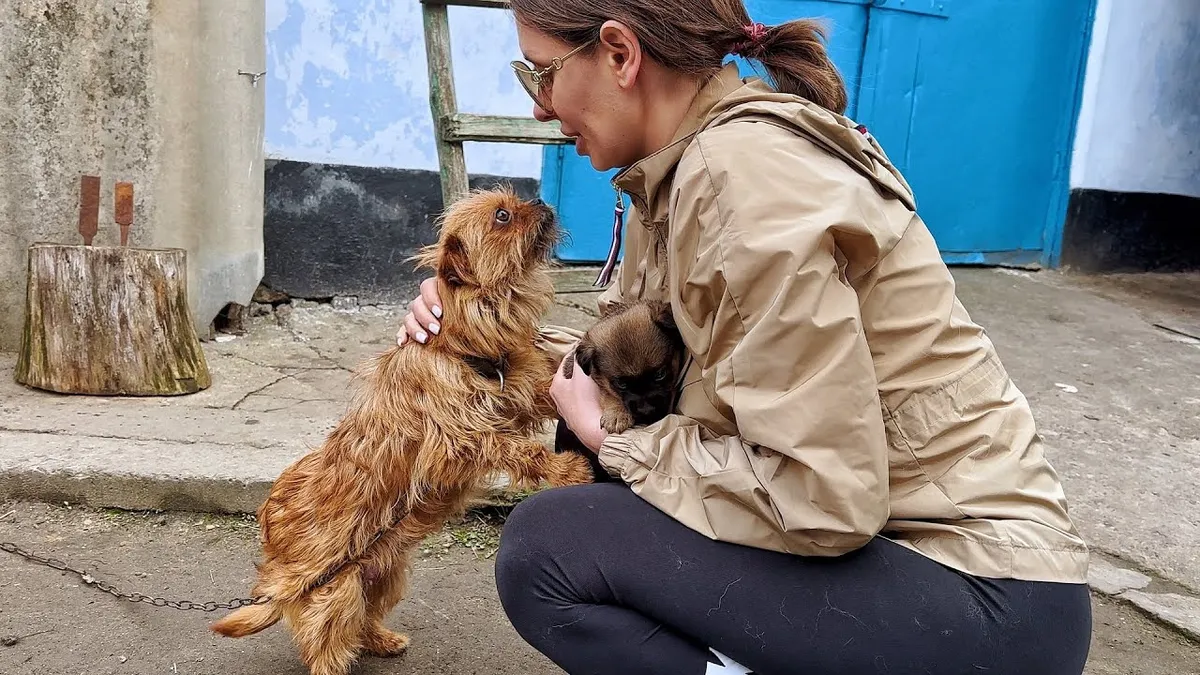 Dog On Chain Begs Rescuers Not To Take Away Her Little Puppy 1