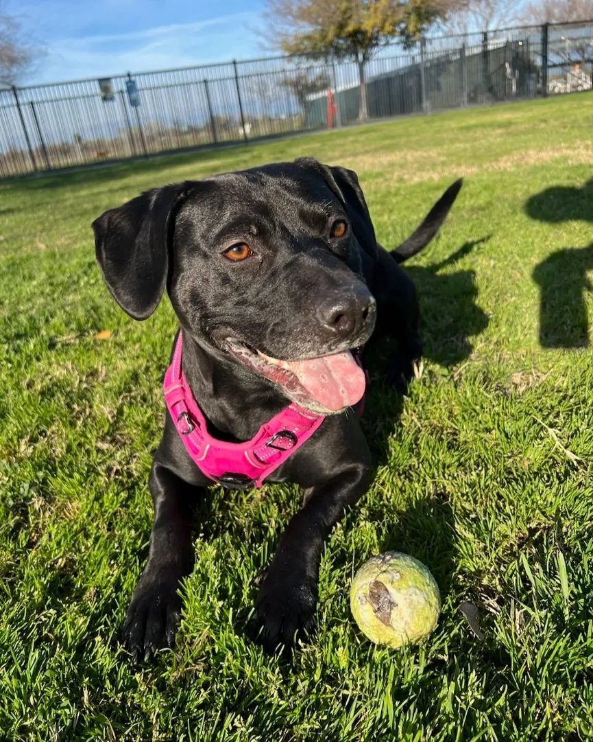 Dog Who Spent 900 Days in Shelter Is Returned After 1 Day and Everyone's Heartbroken 3