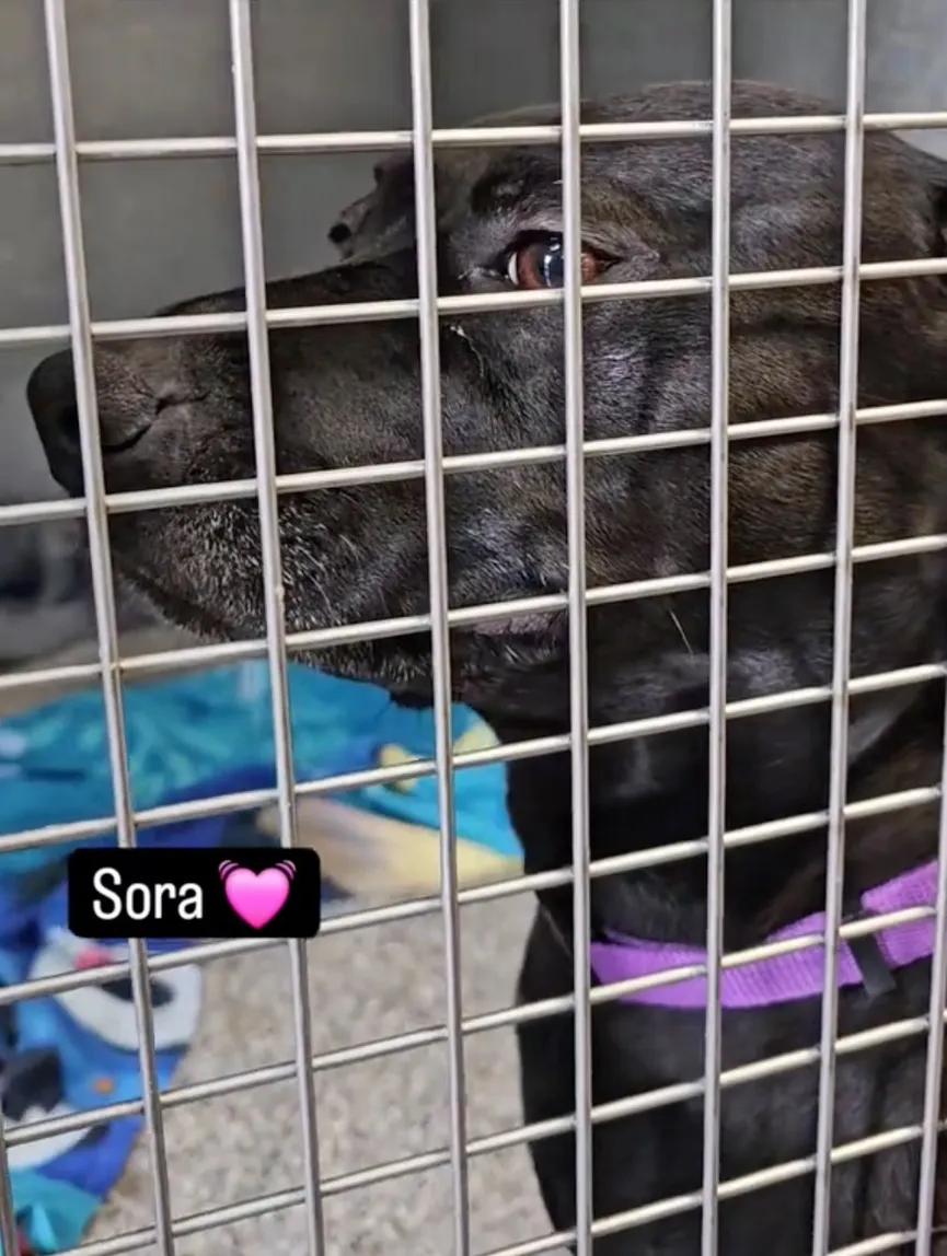 Dog Who Spent 900 Days in Shelter Is Returned After 1 Day and Everyone's Heartbroken 1