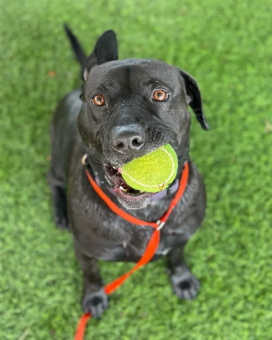 Dog Who Spent 900 Days in Shelter Is Returned After 1 Day and Everyone's Heartbroken 4