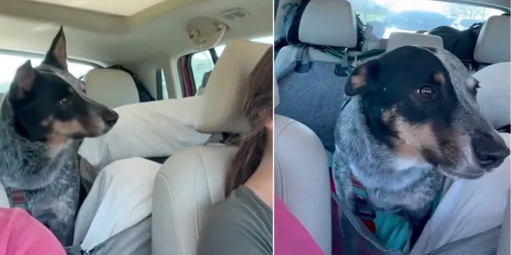 Dog discovers he is going to visit grandparents and can't hide his joy 1