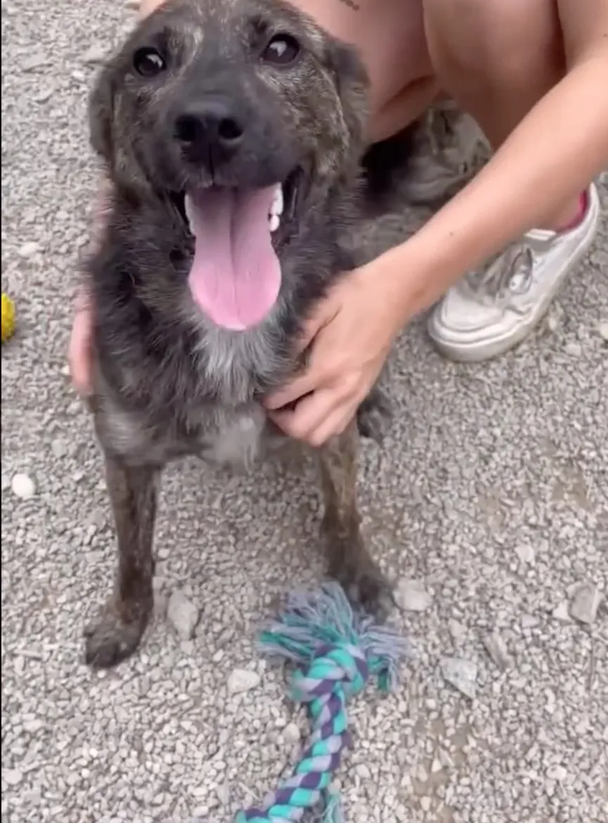 Dog tied to short chain refuses to let go of rescuer's hand 6