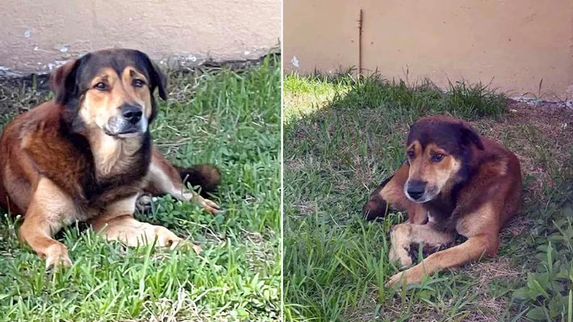 Dog waits outside owner's house for weeks - not realising they've abandoned him 1