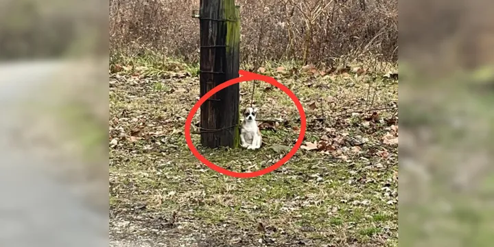 Driver deeply saddened as he looks out window and sees small dog tied to tree 1