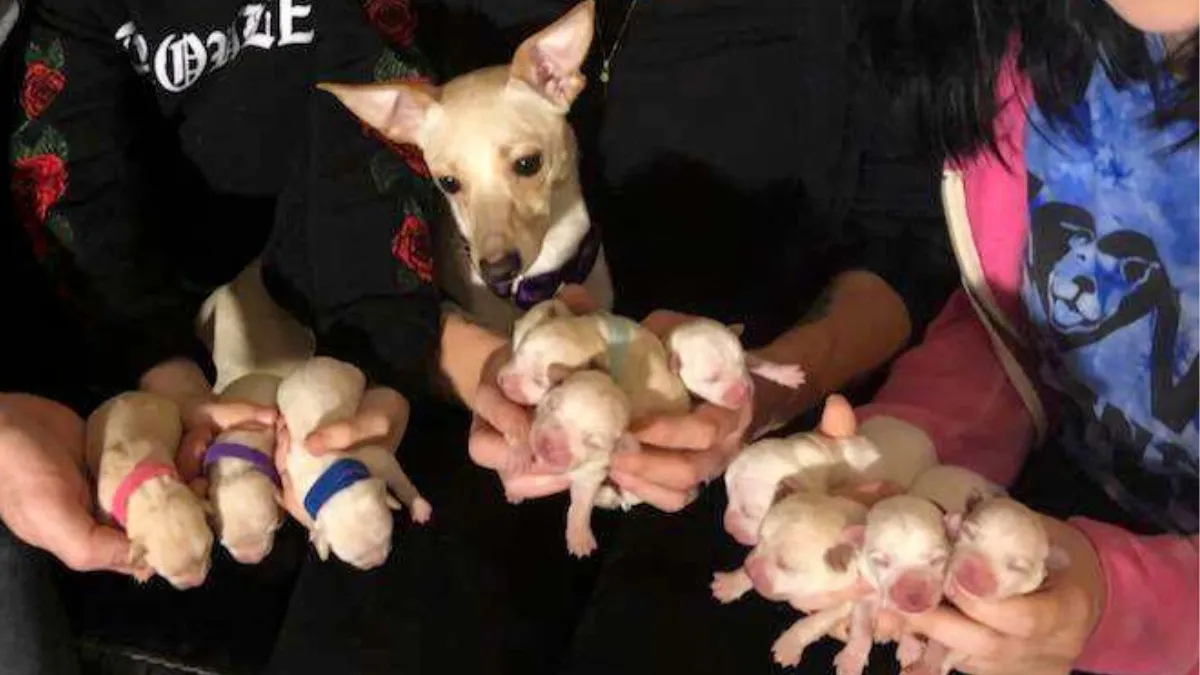 Geredde chihuahua krijgt 11 puppy's en verbreekt het wereldrecord 1