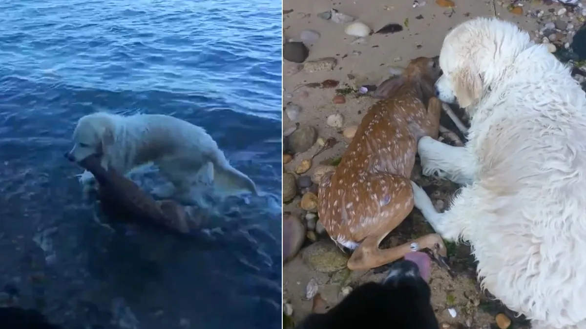 Golden Retriever redt een jong hertje van verdrinking en blijft voor hem zorgen 1