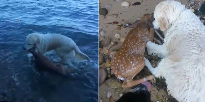 Golden Retriever redt een jong hertje van verdrinking en blijft voor hem zorgen 1