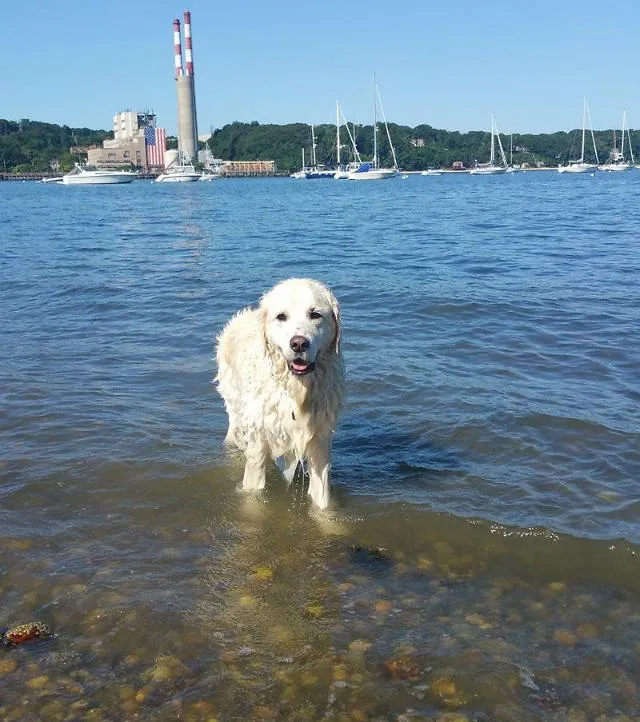 Golden Retriever redt een jong hertje van verdrinking en blijft voor hem zorgen 2