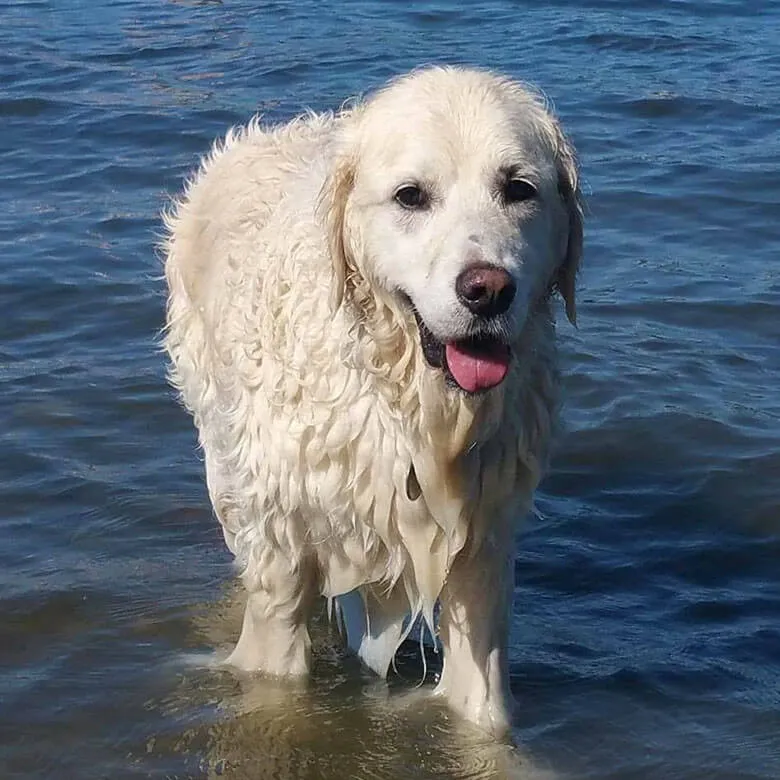 Golden Retriever redt een jong hertje van verdrinking en blijft voor hem zorgen 6