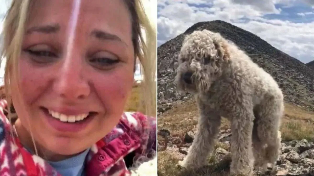 Goldendoodle die ongeluk overleefde wonderbaarlijk teruggevonden na drie weken 1