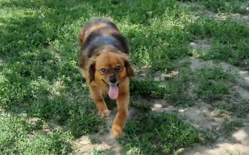 Heartbroken dog refuses to leave house after owner dies 8