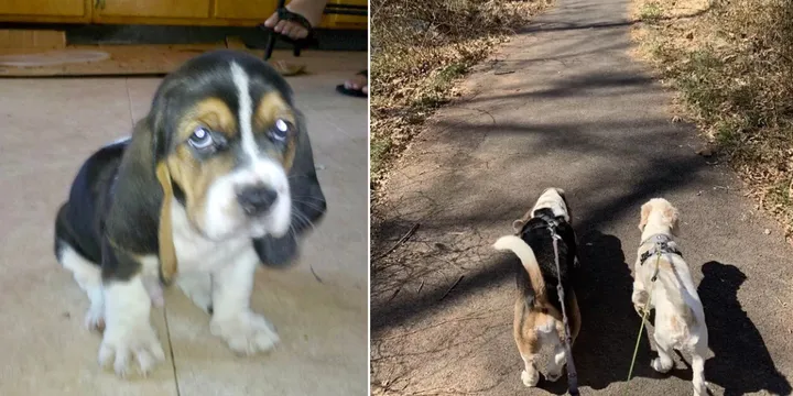 Heartwarming reunion of senior dog Errol with friend Romeo 1a