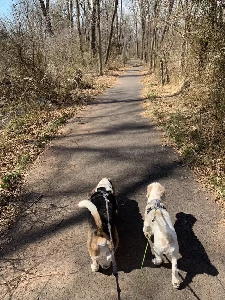 Heartwarming reunion of senior dog Errol with friend Romeo 2