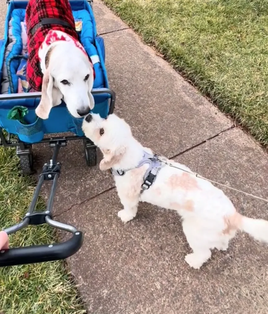 Heartwarming reunion of senior dog Errol with friend Romeo 6