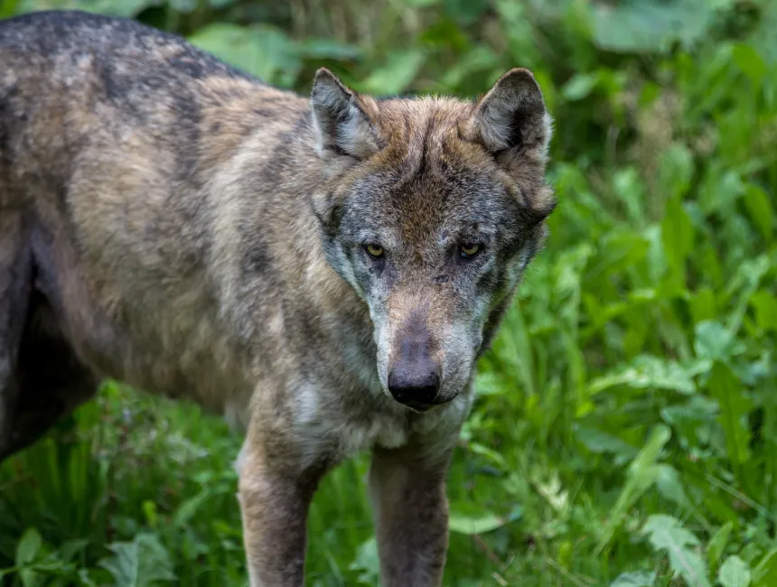 Heroic herd dog fights 11 coyotes to save his sheep 3