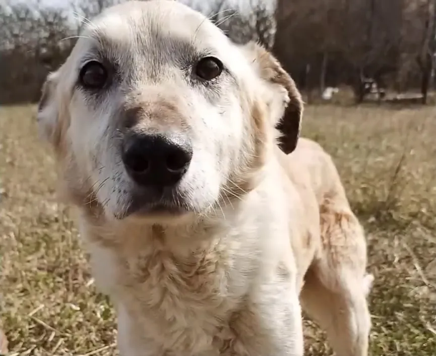 Hond achtergelaten door zijn eigenaar weigert de plek te verlaten waar hij hem voor het laatst zag 6