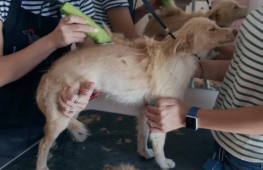 Hond gered bij benzinestation slaapt voor het eerst in een bed 5