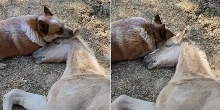 Hond troost 9-dagen oude veulen toen hij plotseling zijn moeder verloor 1