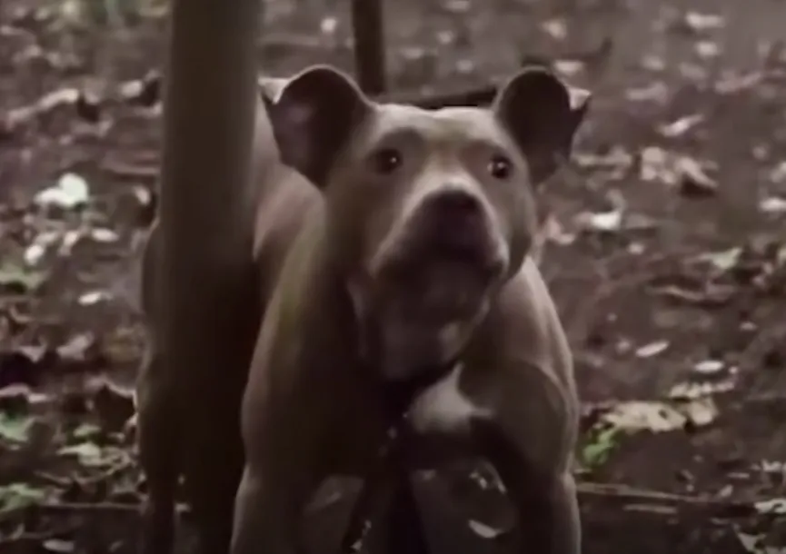 Jogger hoort wanhopig geblaf in het bos en besluit iets te doen 7