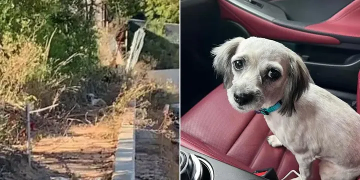 Klein hondje dat op straat leeft, vindt haar weg terug naar haar oude leven 1