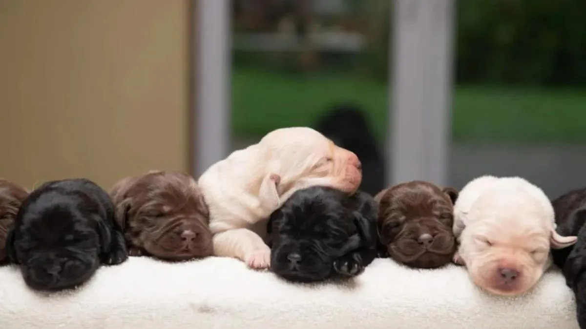 Labrador krijgt zeldzaam nest puppy's van drie verschillende kleuren 1