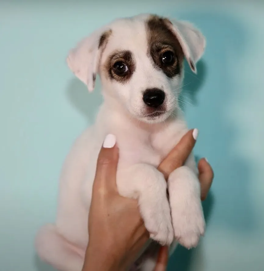 Little puppies abandoned in cardboard box next to trash can 7